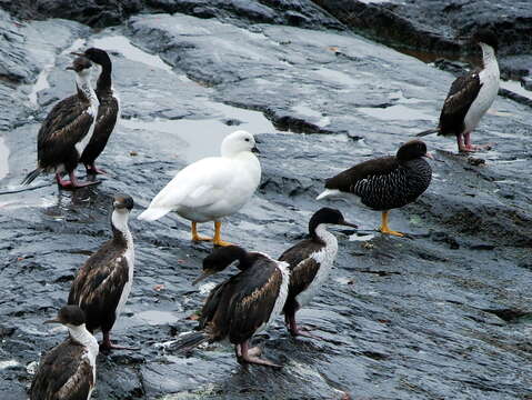 Image of Kelp Goose