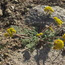 Imagem de Lomatium foeniculaceum subsp. fimbriatum W. L. Theob.