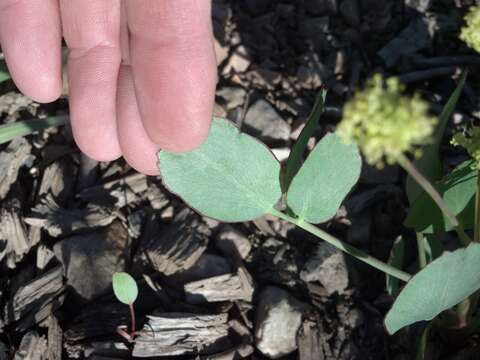 Image of barestem biscuitroot