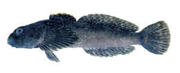 Image of Sculpin