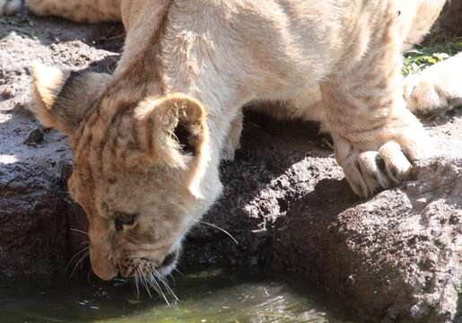 Image of big cats