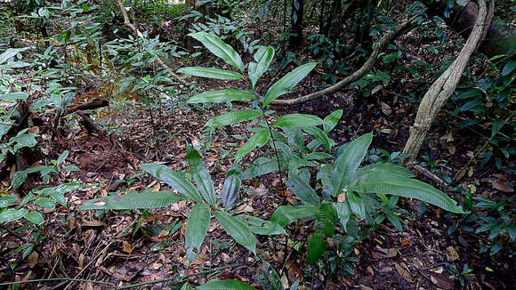 Слика од Meniscium macrophyllum Kunze