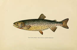 Image of Salmon