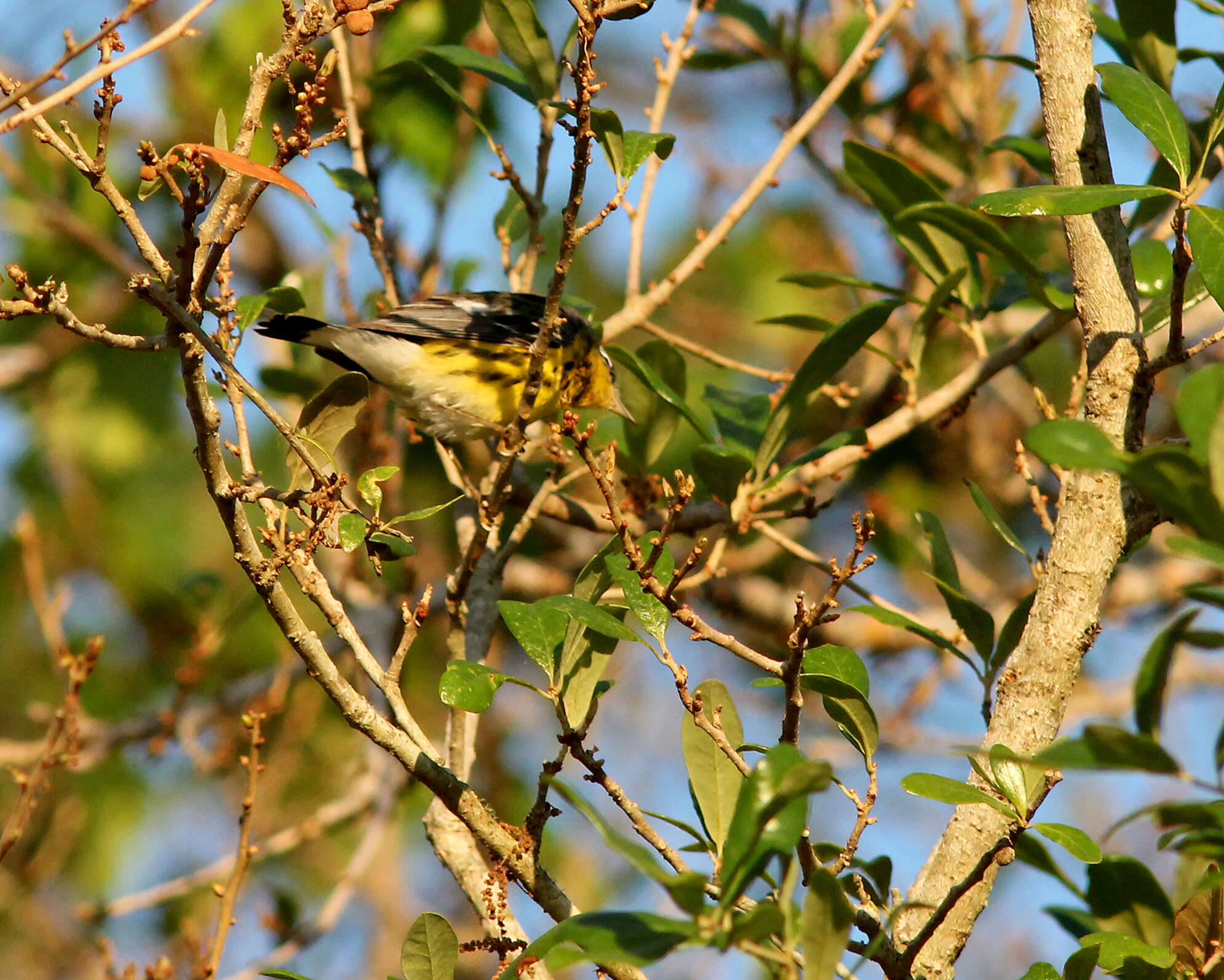 Image of Setophaga Swainson 1827