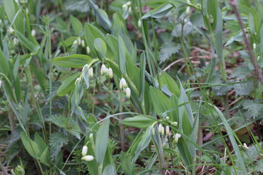 Image of Angular Solomon's Seal