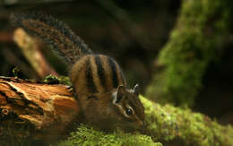 Image of Townsend’s Chipmunk