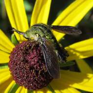 Image of Lepidophora lutea Painter 1962