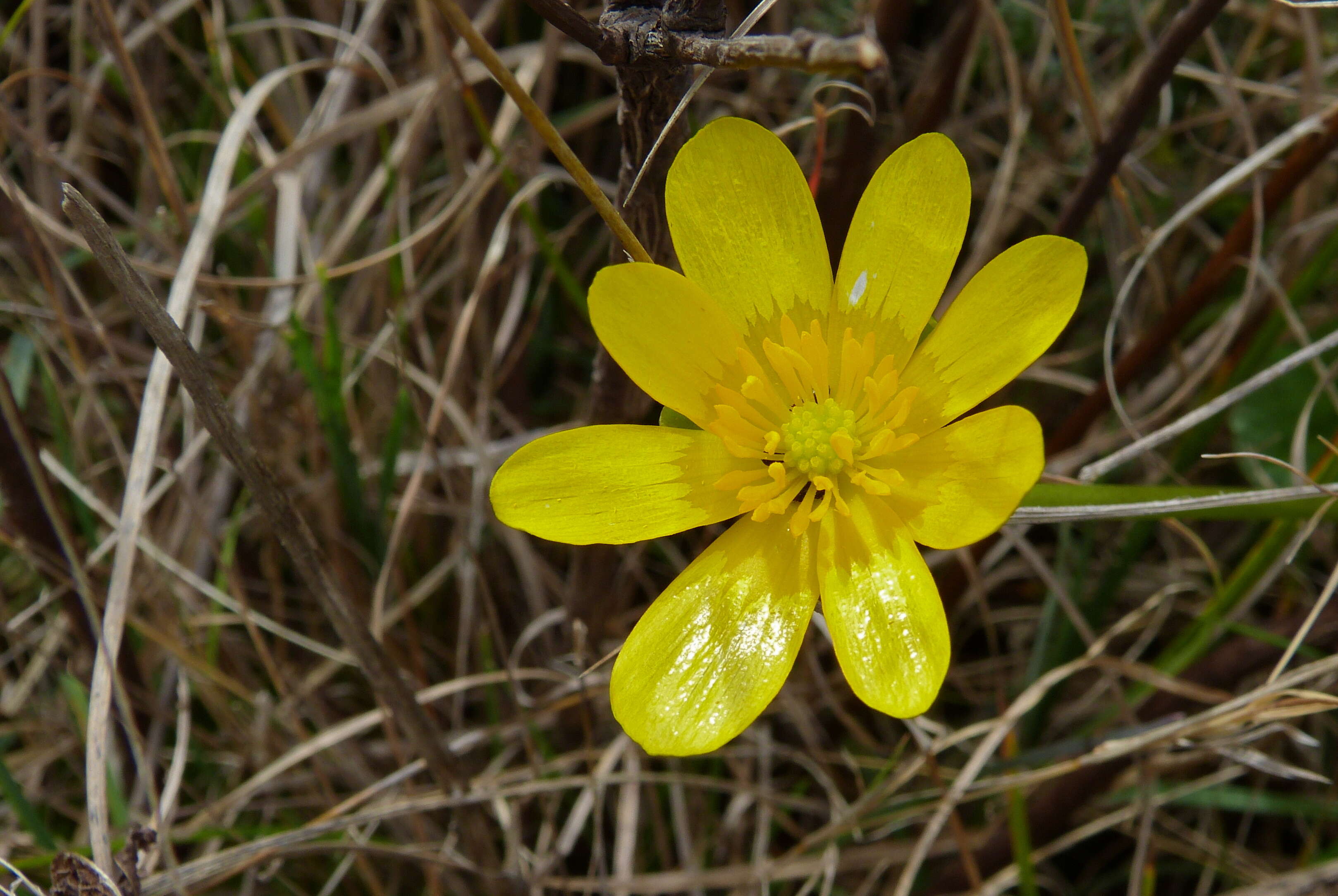 Image of Lesser celandine