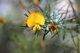 Слика од Gompholobium grandiflorum Sm.