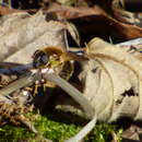 Image de Cheilosia albipila Meigen 1838