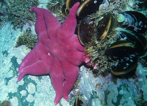 Image de Solaster endeca (Linnaeus 1771)