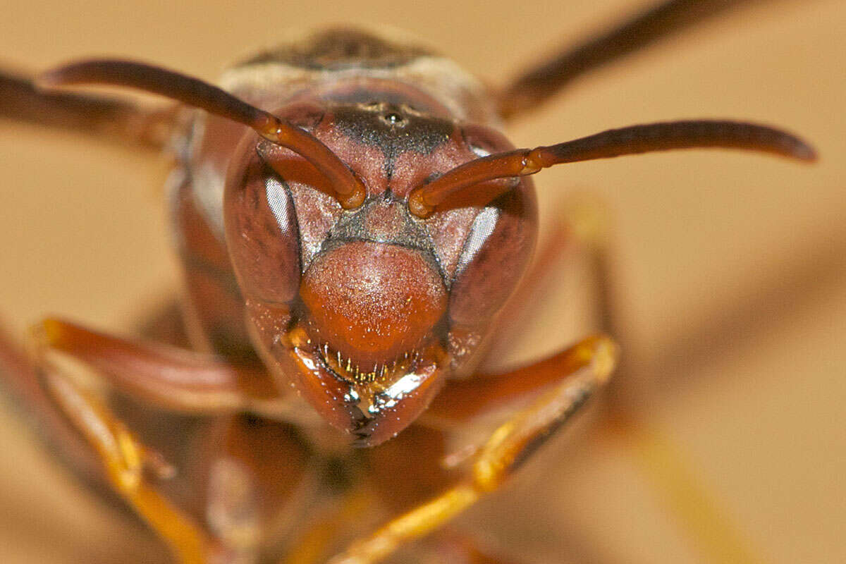 Image of Polistes