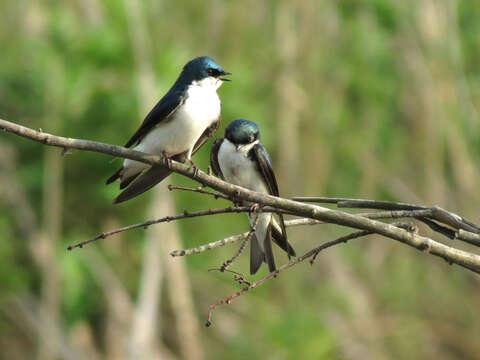 Image of Tachycineta Swallows