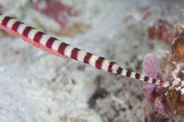 Image of banded pipefish