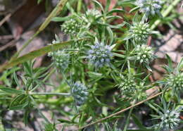 Eryngium aromaticum Baldw. resmi