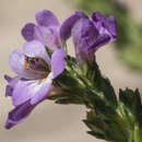 Imagem de Euphrasia semipicta W. R. Barker