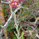 Image of rosy cudweed