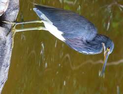 Image of Tricolored Heron