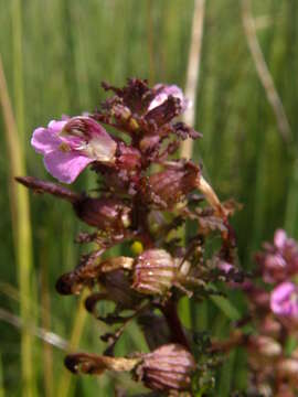 Image of European purple lousewort