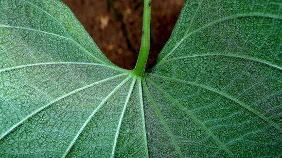 صورة Dioscorea stegelmanniana R. Knuth