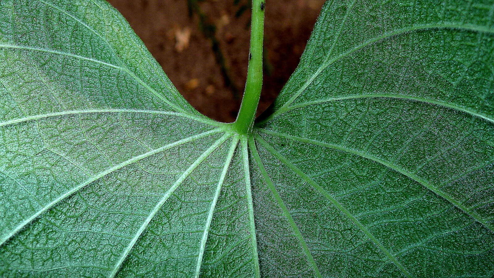 Image of Dioscorea stegelmanniana R. Knuth