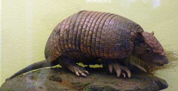 Image of naked-tailed armadillos