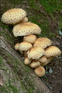 Image of Pholiota