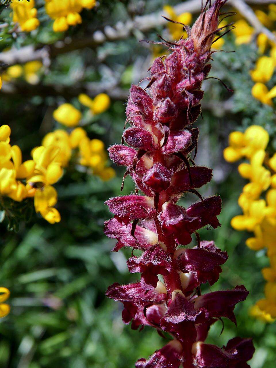 Plancia ëd Orobanche