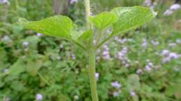 Imagem de Ageratum houstonianum Mill.