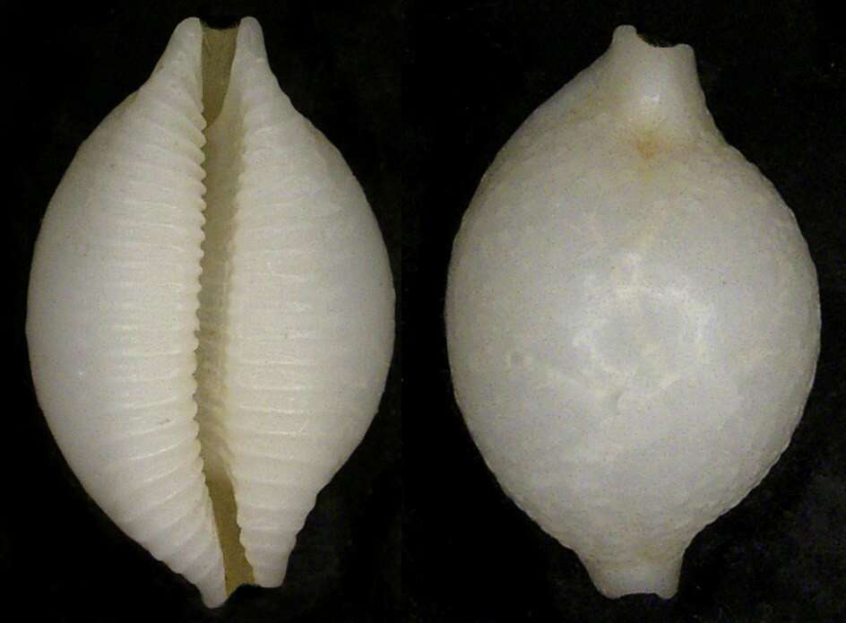Image of Pustulariinae Gill 1871