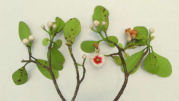 Image of Clusia nemorosa G. F. W. Mey.