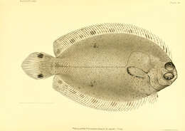 Image of bigeye flounders