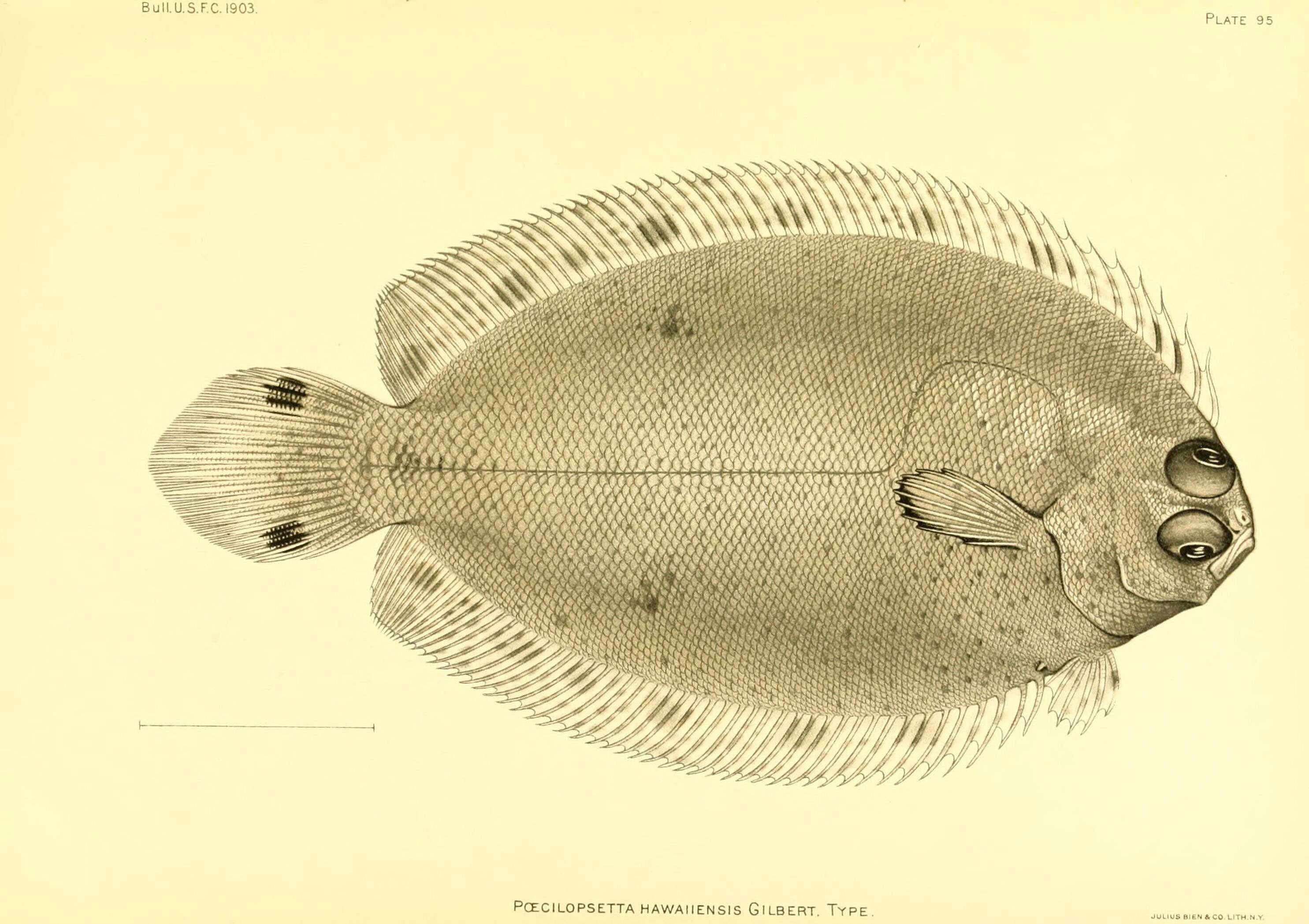 Слика од Poecilopsetta hawaiiensis Gilbert 1905