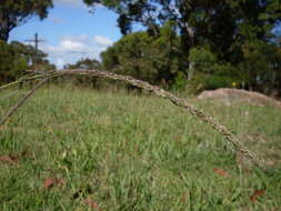 Image of rat-tail grass