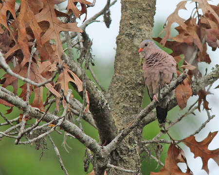 Image of Common Ground Dove