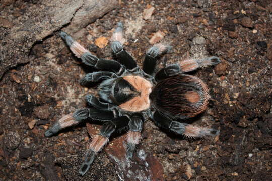 Image de Tarantule du Mexique à pattes rouges