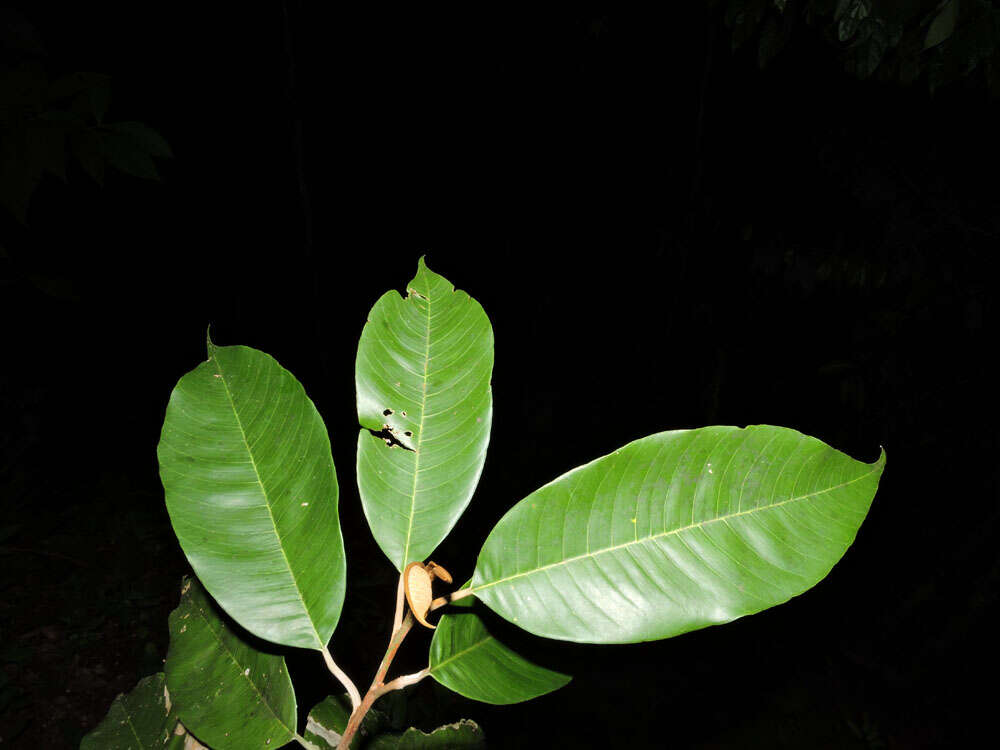 Micropholis crotonoides (Pierre) Pierre resmi