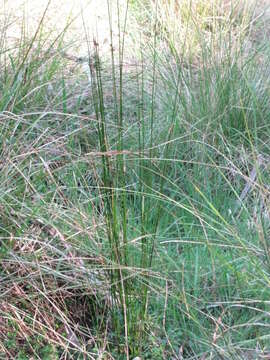 Juncus amabilis Edgar resmi