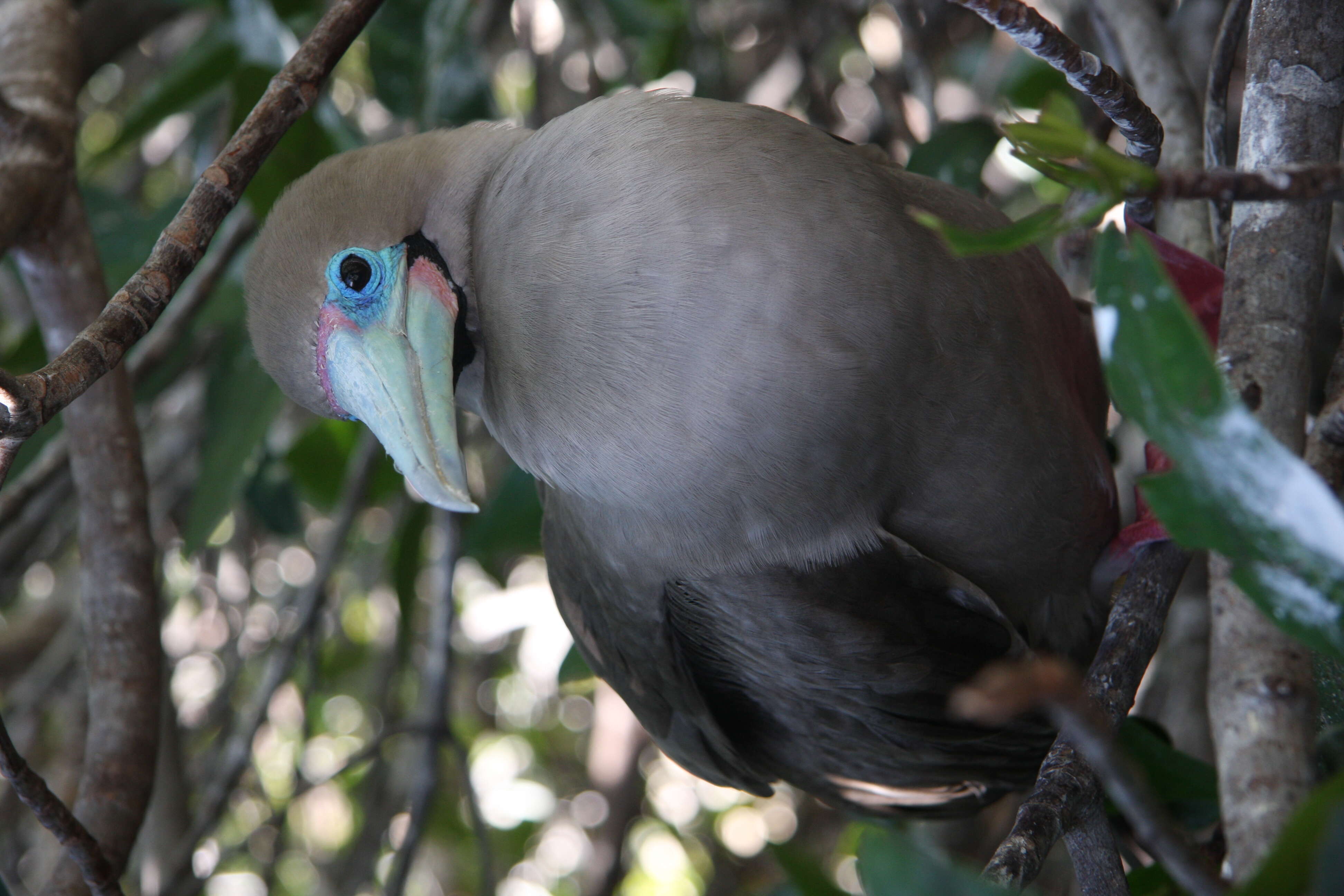 Image of Red-footed Booby