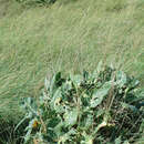 Plancia ëd Brassica oleracea var. oleracea