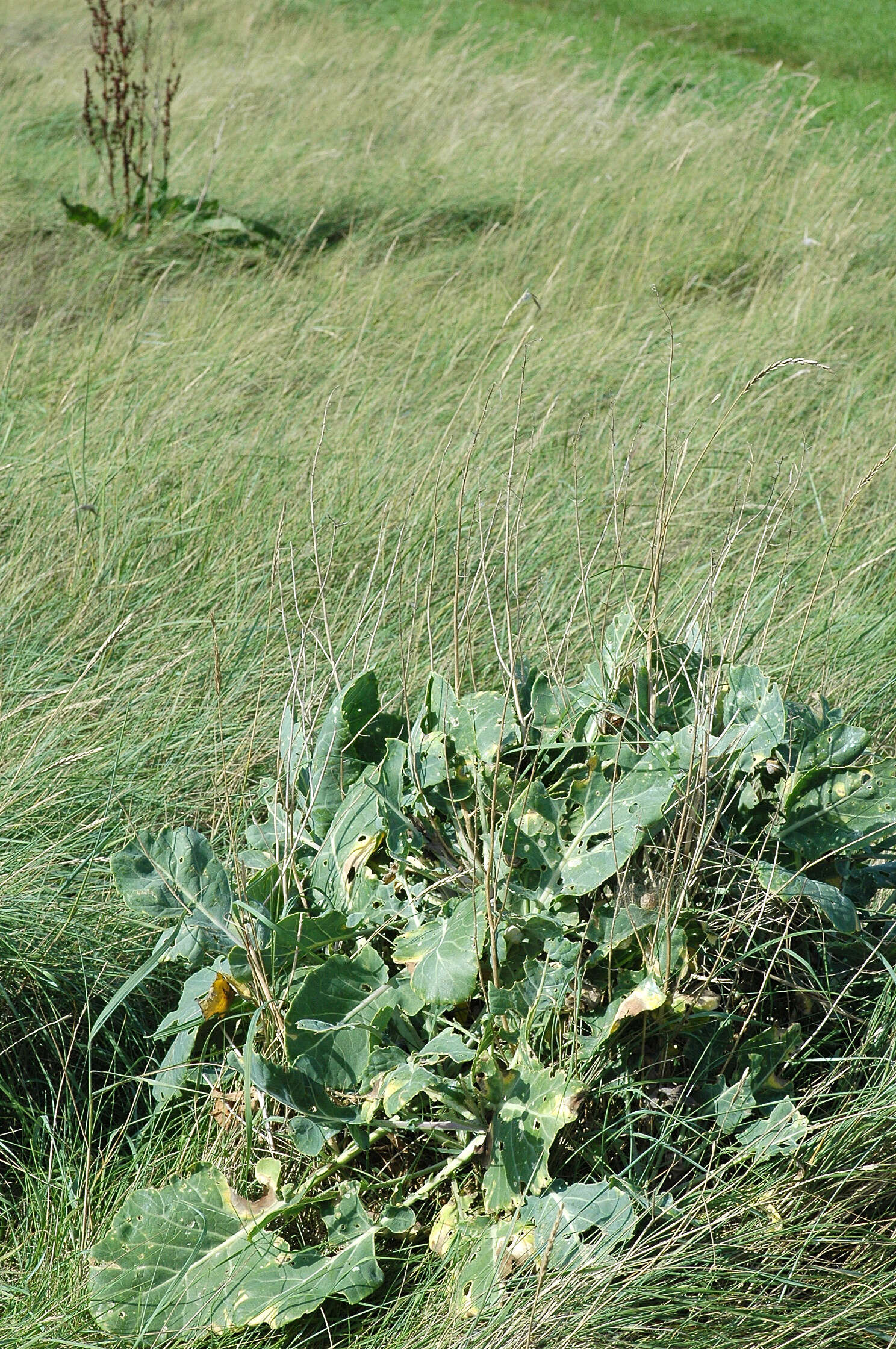 Слика од Brassica oleracea var. oleracea