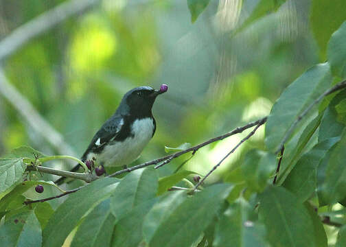 Image of Black-throated Blue Warbler