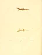 Sivun Eurycea Rafinesque 1822 kuva