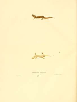 Image of Brook salamander