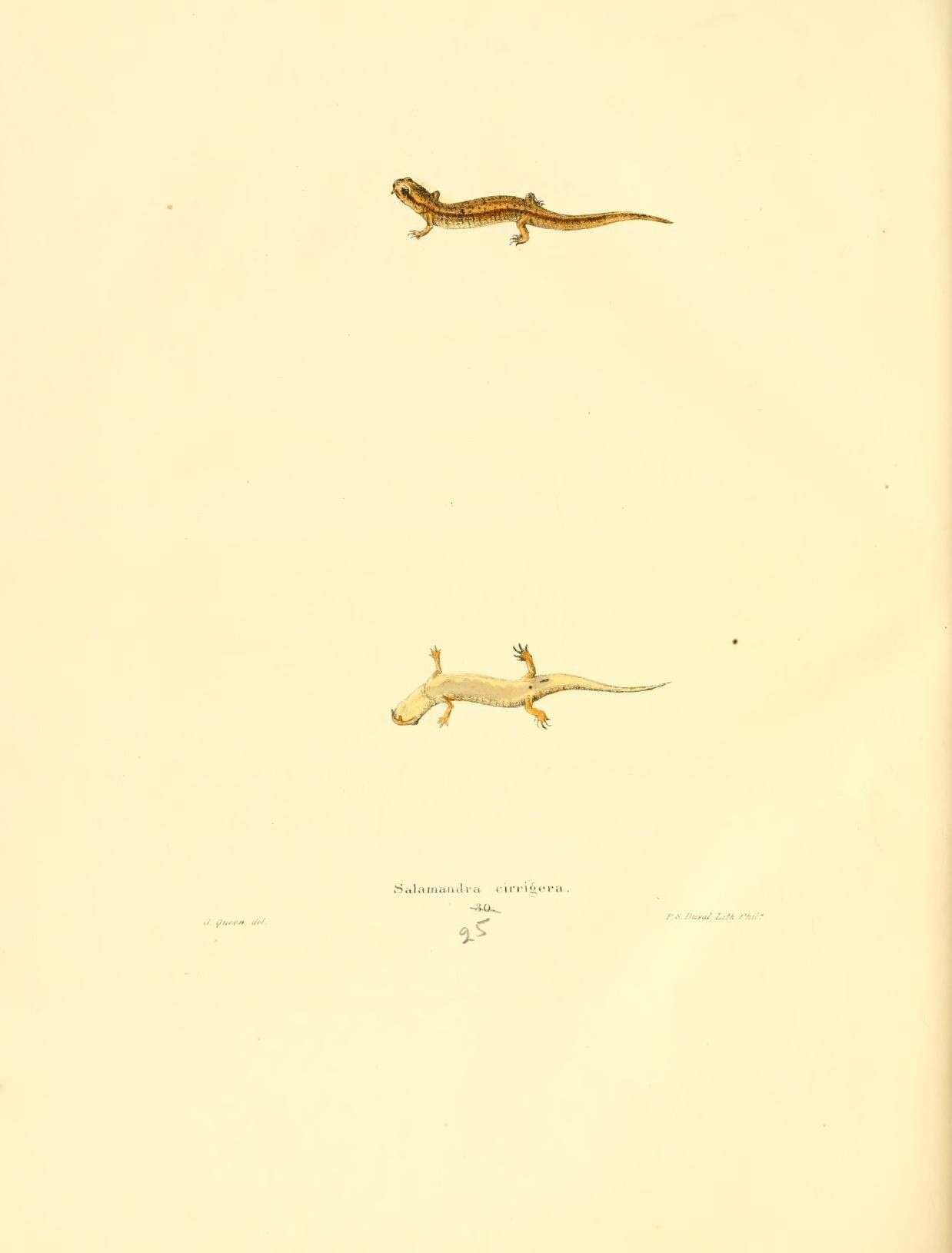 Image of Southern Two-lined Salamander