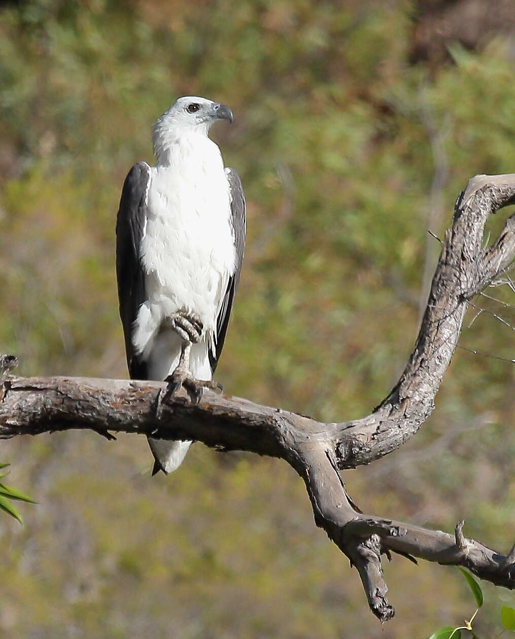 Image of Sea eagles