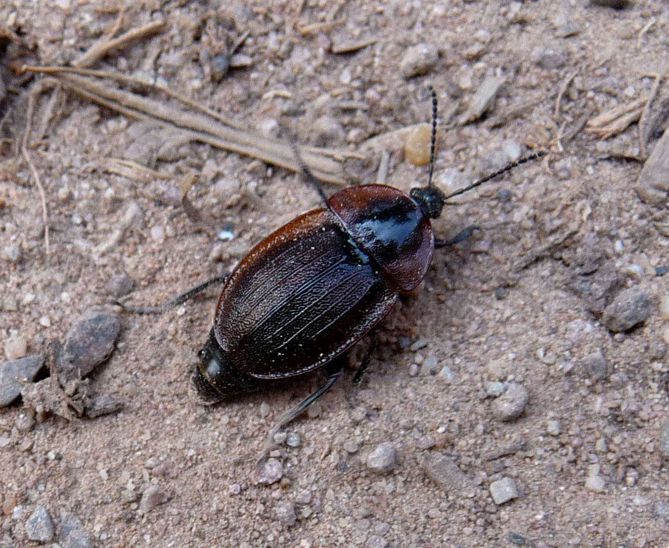 Silpha (Phosphuga) atrata Linnaeus 1758 resmi