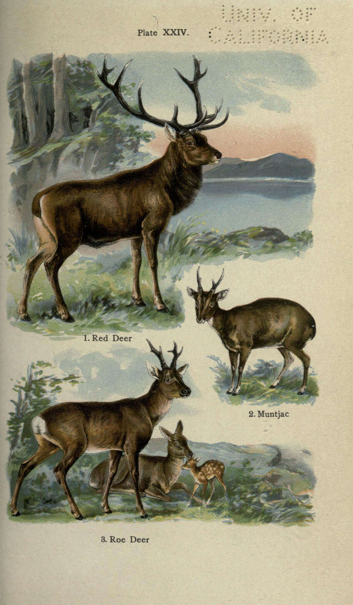 Image of Cervus Linnaeus 1758