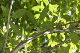 Image of Cuvier's Anole