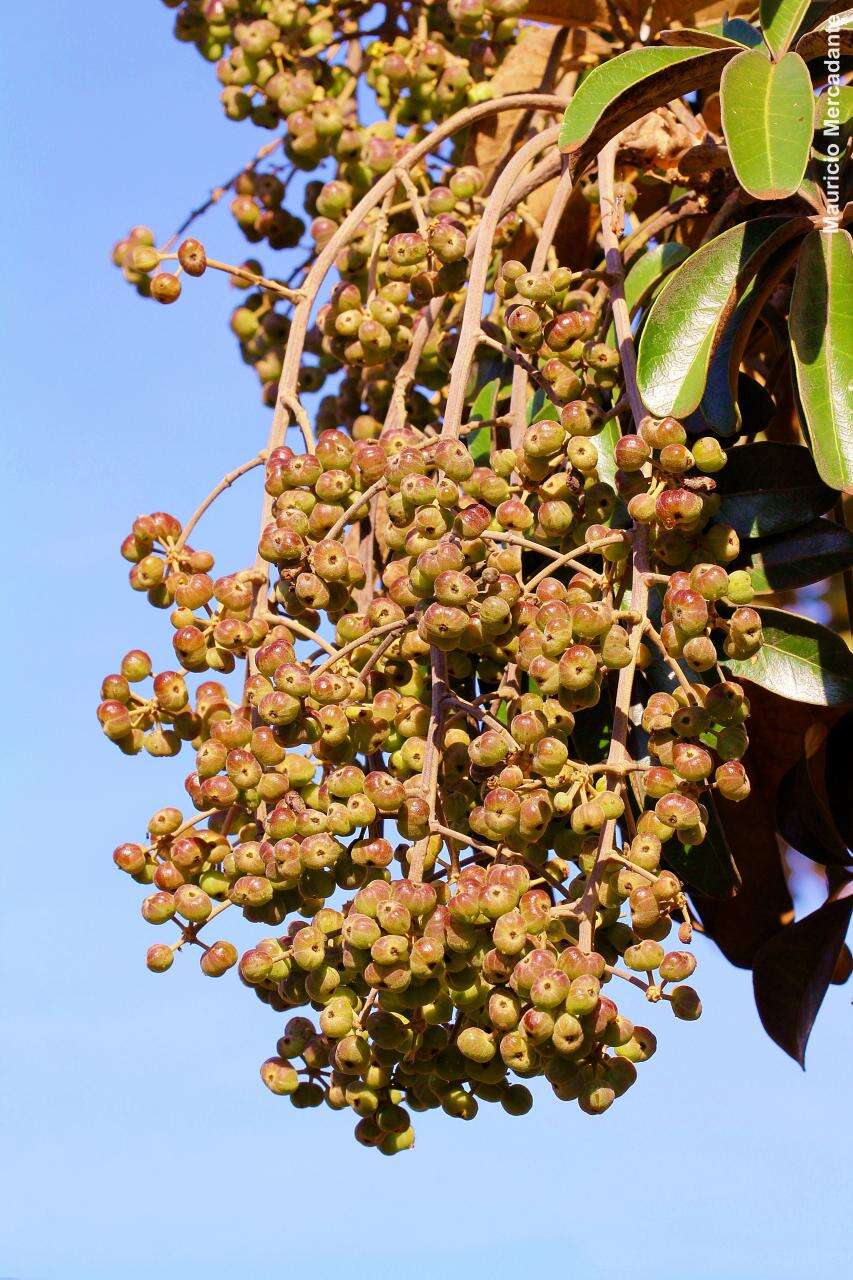 Imagem de Schefflera